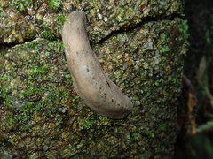 Filicaulis seychellensis