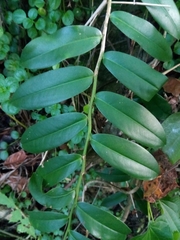 Marcgravia rectiflora