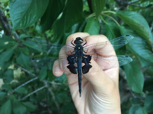 Black Saddlebags (Tramea lacerata), a species recorded in California