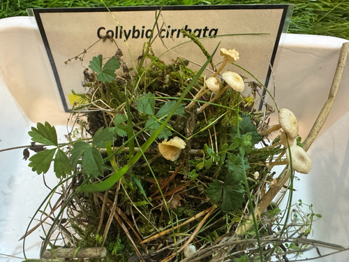Collybia cirrhata, 2026-10-03