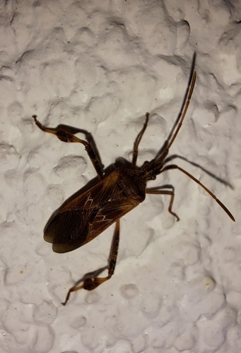 Western Conifer Seed Bug