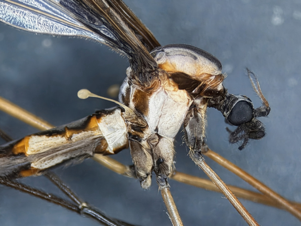 Giant Eastern Crane Fly