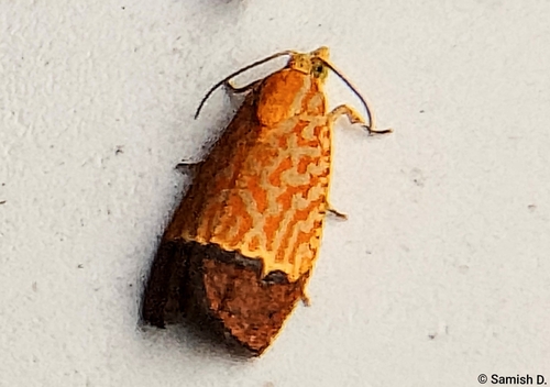 Loboschiza koenigiana