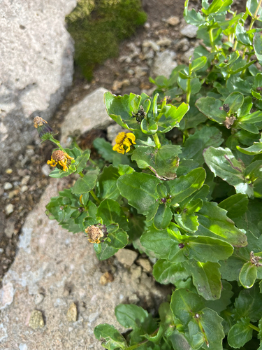 Senecio fremontii observed 2026-09-27