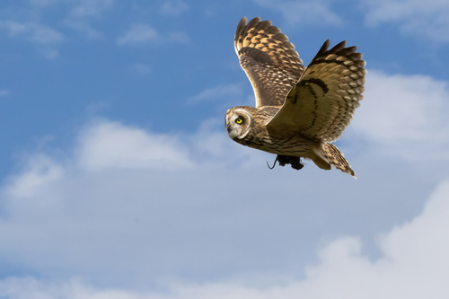 Asio flammeus observed 2026-10-07