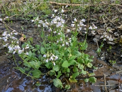 Cardamine douglassii