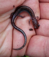 Plethodon sherando