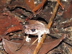 Leptobrachium hasseltii