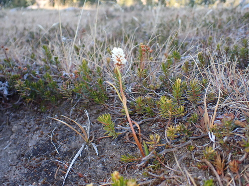 Bistorta bistortoides, 2026-10-03