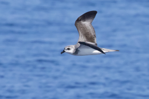 iNaturalist image