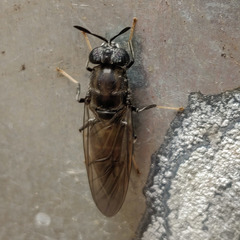 Hermetia illucens
