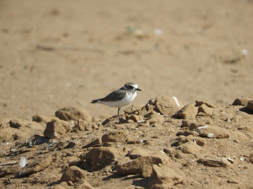 Kentish Plover
