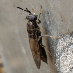 Hermetia illucens