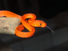 Boiga nigriceps