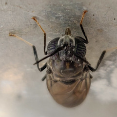 Hermetia illucens