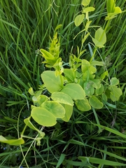 Vicia pisiformis