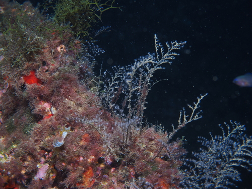 Pennaria disticha observed 2026-10-08