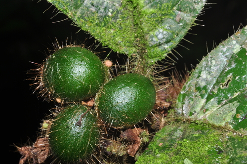 Cordia nodosa observed 2026-09-23