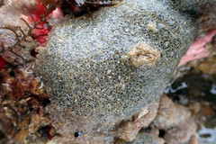 Synoicum sphinctorum