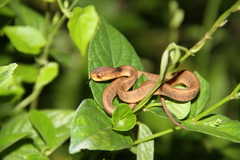 Pareas carinatus