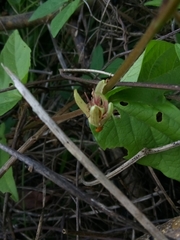 Passiflora rubra