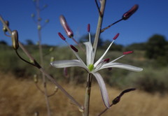 Chlorogalum pomeridianum
