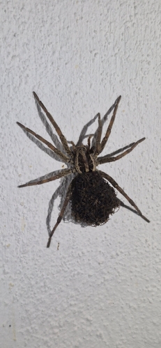 Radiated Wolf Spider