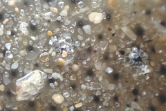 Synoicum sphinctorum