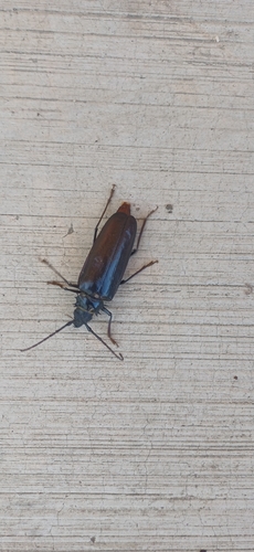 Escarabajo de la raíz del palo verde