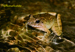 Limnonectes microdiscus