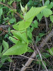 Passiflora rubra