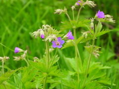 Geranium sylvaticum