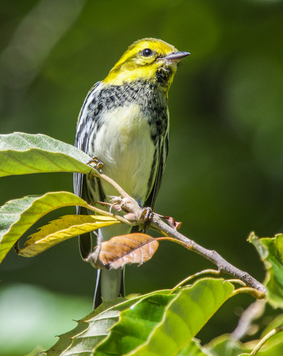Black-throated Green Warbler