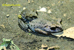 Leptobrachium hasseltii