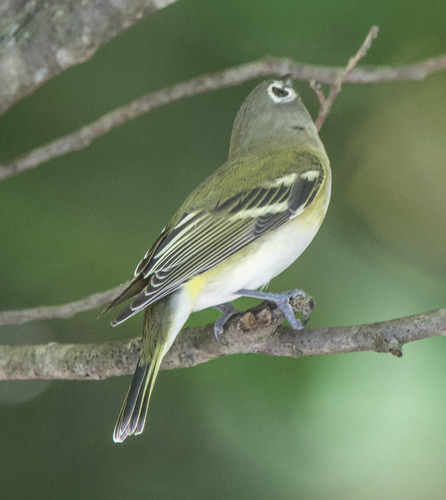 Blue-headed Vireo