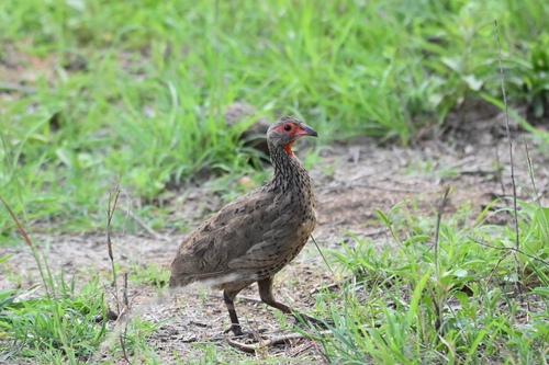 iNaturalist image