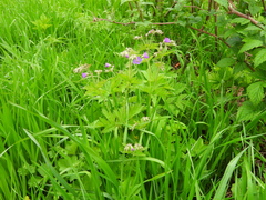 Geranium sylvaticum