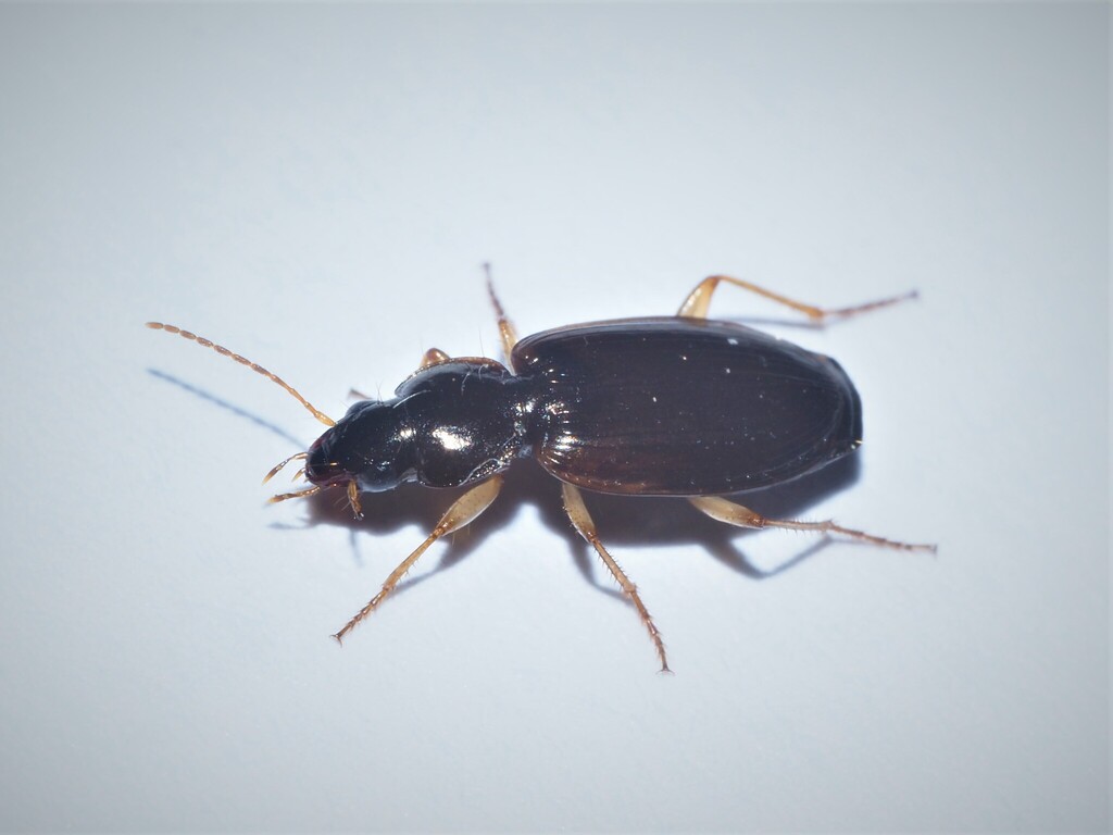 Olisthopus glabricollis
