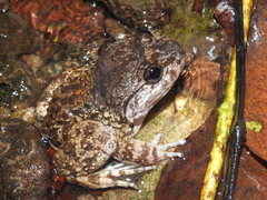 Limnonectes kuhlii