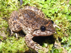 Limnonectes kuhlii