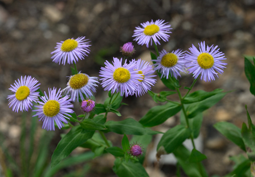 Erigeron speciosus, 2026-10-07