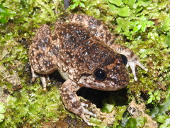 Limnonectes kuhlii