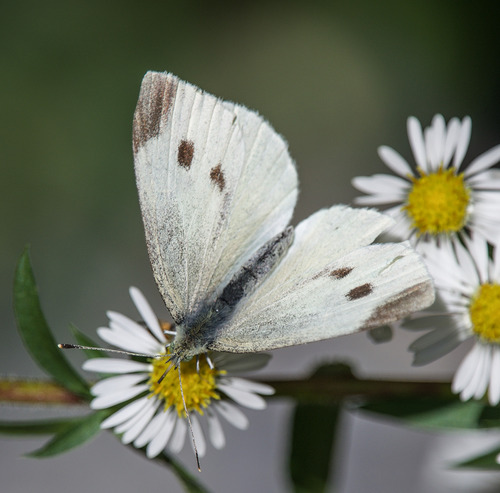 Small White