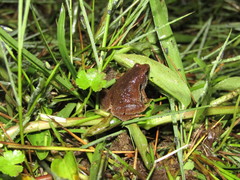 Microhyla achatina