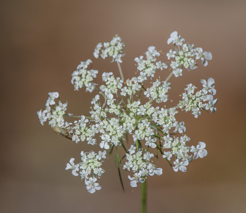 wild carrot