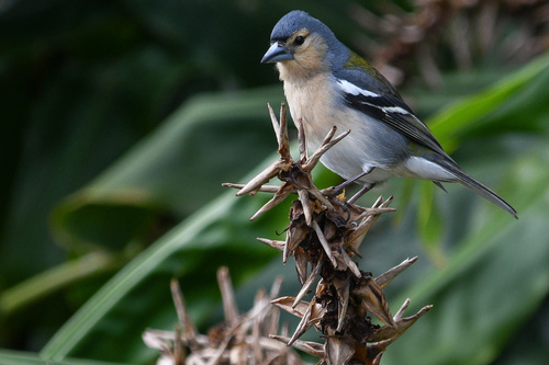 Azores Chaffinch, São Miguel Island, Vila Franca do Campo, Ilha de São Miguel, PT, photo 9 of 10