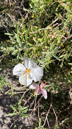 Oenothera albicaulis, 2026-10-08