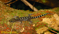 Cyrtodactylus marmoratus