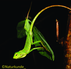 Bronchocela jubata