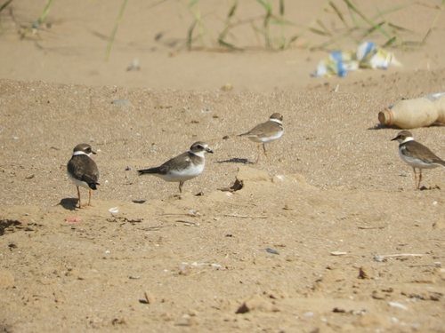 Little Ringed Plover